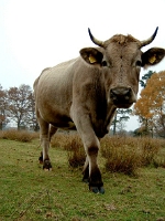 Koe in Leersumse Veld