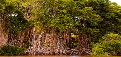 Indrukwekkende mangrove bossen