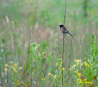 De roodborsttapuit is een sierlijke vogel.